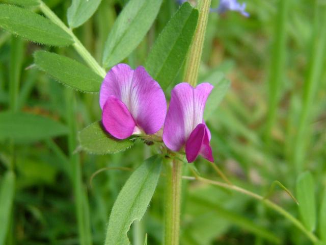 vetch